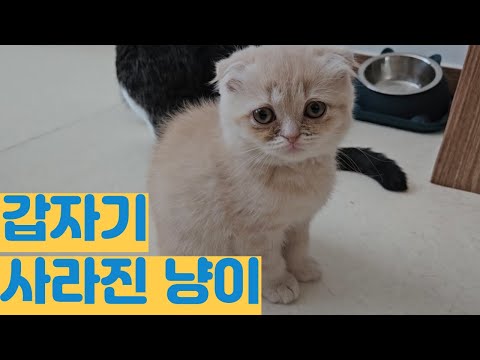 날 찾지 말아 달라옹...