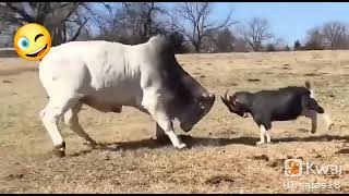 soy más chingon que ese wey