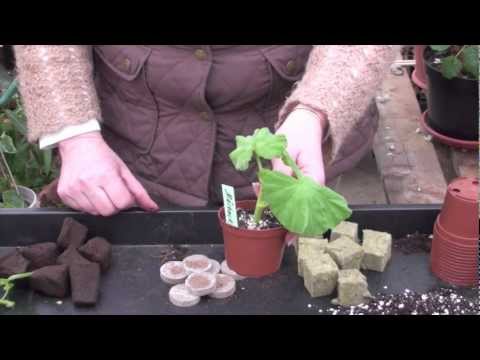 Så tar du sticklingar