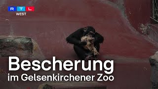Weihnachten in der Zoom-Erlebniswelt - Schöne Bescherung für Affen und