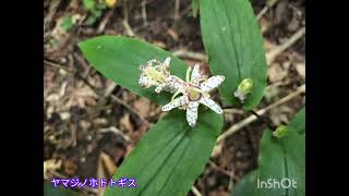 熊野神社〜竜王山＆熊野の大トチ