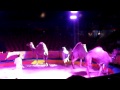 Circus In Ajijic Mexico Camels