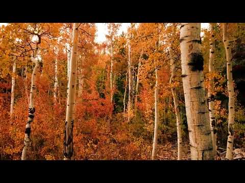 Música calmante para o coração