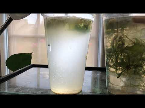 How to Culture Infusoria for Baby Fish Food + Microscope Explanation Angelfish | Betta Fry | Tetras