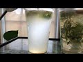 How to Culture Infusoria for Baby Fish Food + Microscope Explanation Angelfish | Betta Fry | Tetras