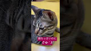 顔ちっさいのに💦(´・ω・｀)#猫#デブ#まふまふ
