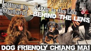 preview picture of video 'DOG FRIENDLY CHIANG MAI (Ketawa Dog Cafe) - LIVING IN THAILAND - (ADITL BTL EP39)'