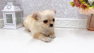 チワワ（ロング）の動画01