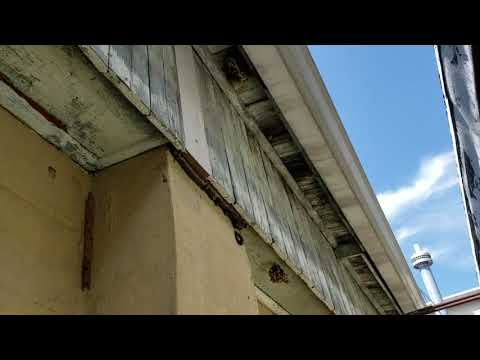 Hornets Prevent Business Expansion in Englishtown, NJ