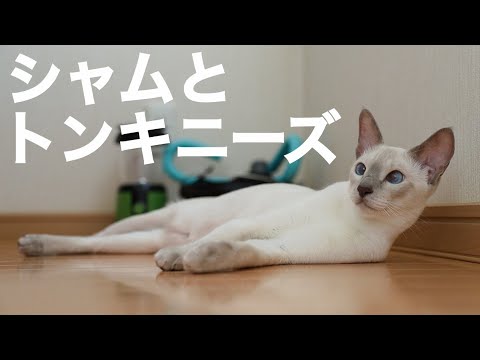 トンキニーズ猫