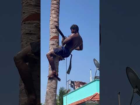 Tree#cutter#aravind#trending# Kanyakumari8248851253