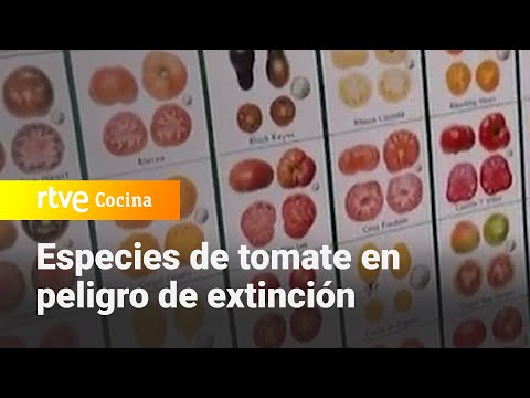 , title : '¿Sabes que hay especies de tomate en peligro de extinción? - Aquí la Tierra | RTVE Cocina'