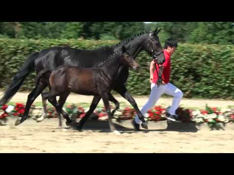 146 Betragne Stute v. Bretton Woods - San Amour I