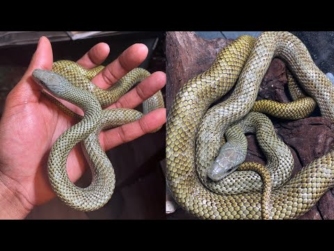 Elaphe Carinata: Most Up-to-Date Encyclopedia, News & Reviews Elaphe Carinata: Most Up-To-Date Encyclopedia, News & Reviews