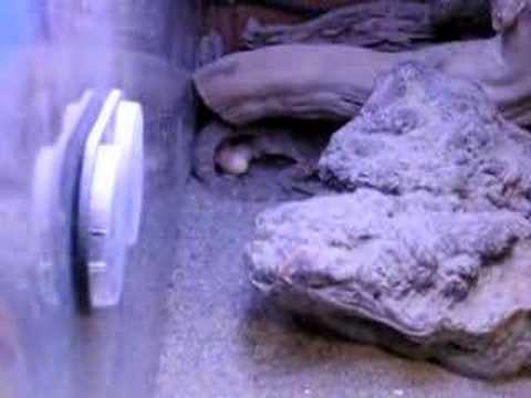 YouTube Video vKhBpw4ef8w