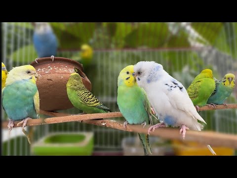 10 Hours of Natural Budgie Sounds: Happy Budgies Singing & Chirping