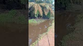 Download lagu kilometer 26 kebiun sawit sampit pangkalanbun .....spot mancing ikan betok ....papuyu mp3