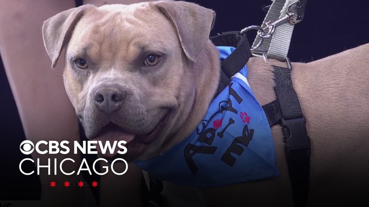 Gordy is looking for a forever home