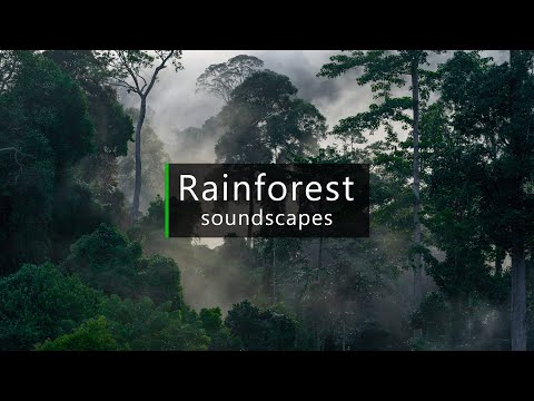 Gibbons calling in the jungle - Borneo rainforest sounds