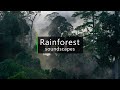 Gibbons Calling In The Jungle Borneo Rainforest Sounds