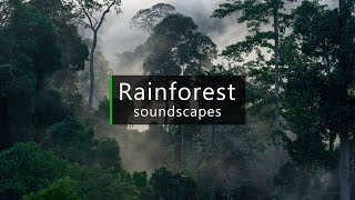 Download lagu Gibbons calling in the jungle - Borneo rainforest sounds mp3