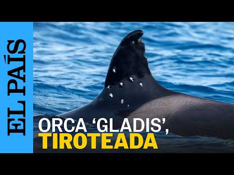 La orca Toñi, matriarca de las ‘gladis’, tiroteada desde un barco con bandera española | EL PAÍS