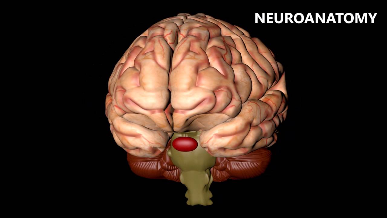 Master Basic Medical Sciences with Dr. Najeeb Lectures