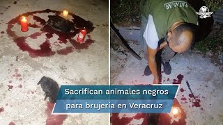 Sacrifican gatos y gallinas para rituales de magia negra en Veracruz