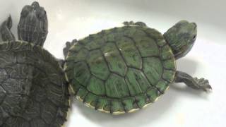 How to take care of Turtles! - Jenny Lee