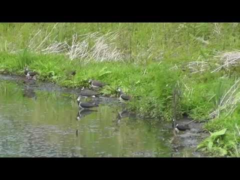 Kiebitz am Gessing   im Juni 2015