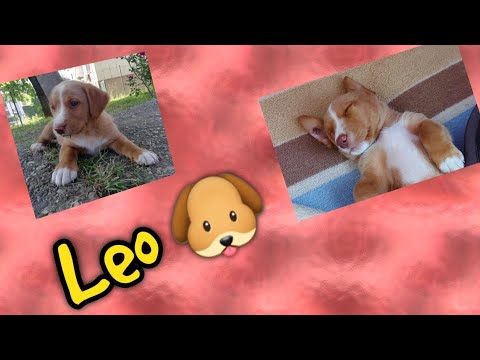 🐶🥰Udomila sam psa 🥰🐶