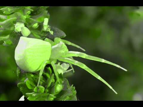 Major 7 & D-Addiction-Drugs