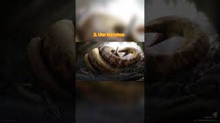 Download lagu 5 ULAR TERBESAR DI DUNIA | mystery #short mp3
