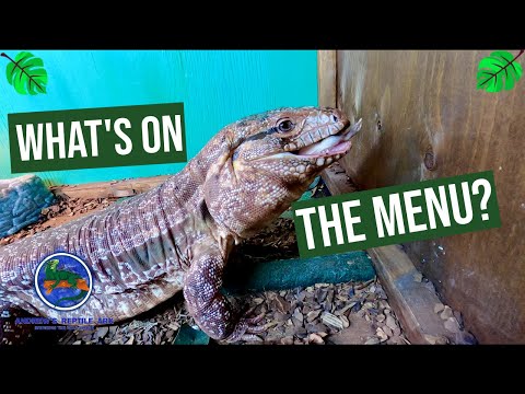 What To Feed A Tegu! ( complete diet guide )