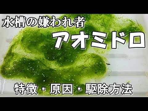 池の藻との戦い トピックス