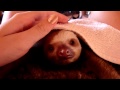 Baby sloth yawning