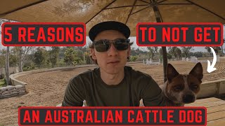 5 Reasons to NOT Get an Australian Cattle Dog: AVOID