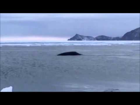 Вижте шоуто на един магадански кит (ВИДЕО)