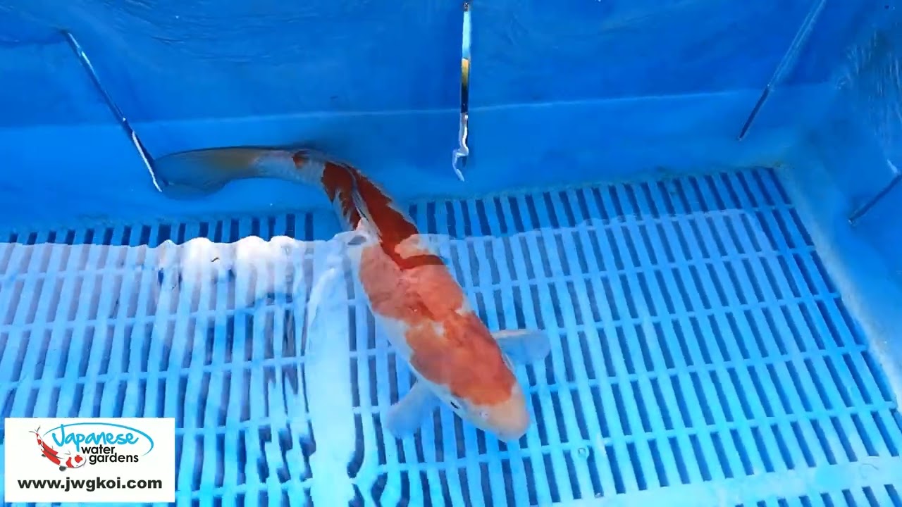 6117 Ochiba 10to12in £160