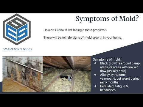 A Homeowner's Guide To Mold Remediation In 5 Minutes Or Less