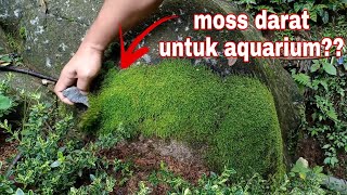 Download lagu INI CARA SUKSES ADAPTASI MOSS DARAT MENJADI MOSS AIR UNTUK AQUASCAPE !! mp3