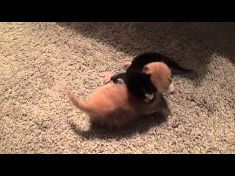 Kittens Opening Their Eyes & Learning To Walk! 8 Days Old ~ Adorable! Foster Litter #8