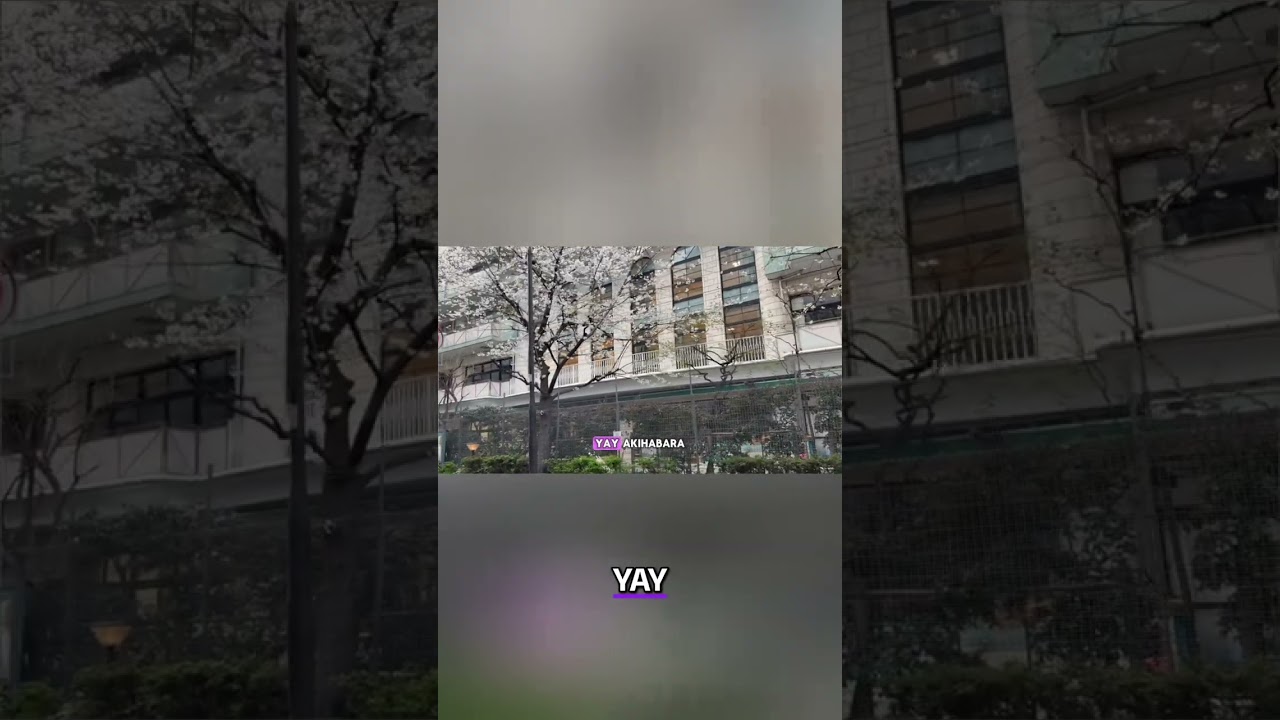 Discover Cherry Blossoms at a Japanese School! #shorts