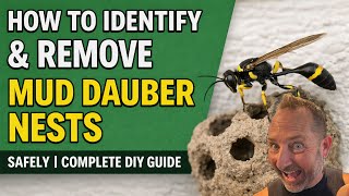 How to Identify & Remove Mud Dauber Nests SAFELY | Complete DIY Guide