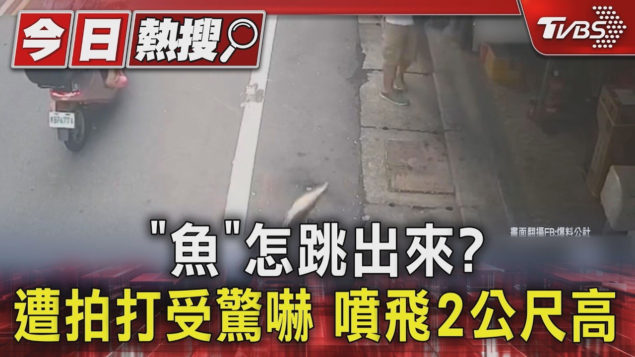 影音/白衣男敲魚缸!銀帶「受驚嚇噴飛2公尺」 飼主控:我的魚體無完膚