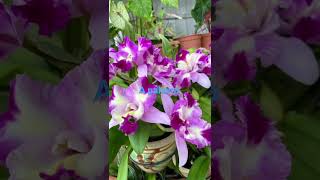 2 de dezembro de 2025