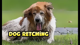 What is Retching in Dogs? Gagging and Throwing Up