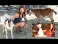 Milking Goats And Making Cheese