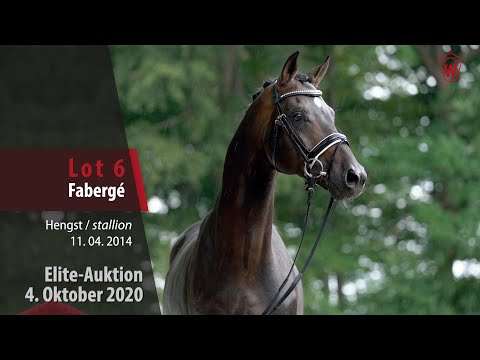 Elite-Auktion 4. Oktober 2020 Lot 6 Fabergé Hengst v. For Romance I - Hohenstein/T.