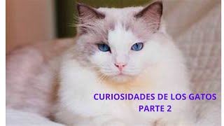 CURIOSIDADES DE LOS GATOS  PARTE 2 B